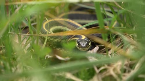 Mittlere Aufnahme einer Strumpfbandnatter im Gras mit flackernder Zunge.