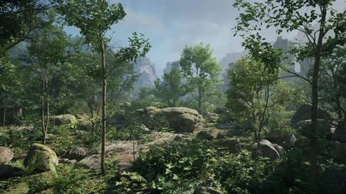 A Forest Filled with Lots of Trees and Rocks