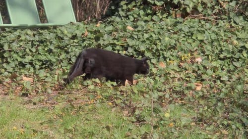 Black Cat Strolling Near Green Ivy During the Day