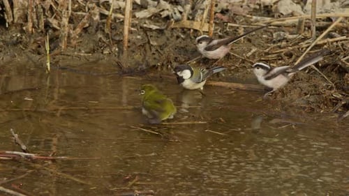 Birds Bathing Together in Natural Pond Environment