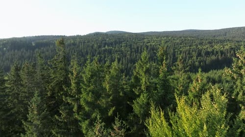 Lush green forest landscape with tall trees stretching across rolling hills on a sunny day