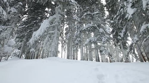 Snowboarder carves powdery snow in winter sunlight on a sunny mountain