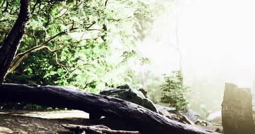 Sunlight Filters Through the Forest As Nature Awakens in Tranquil Harmony