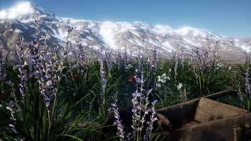 Lavender Field with Blue Sky and Mountain Cover with Snow