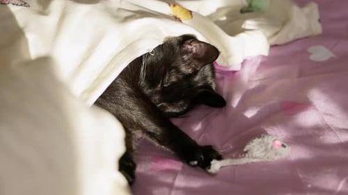 A Cat is Peacefully Resting Under a Blanket - Close Up