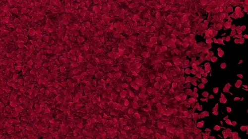 Red Rose Transition on Transparent Alpha