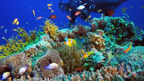 Underwater Coral Reef with Colorful Fish and Diver