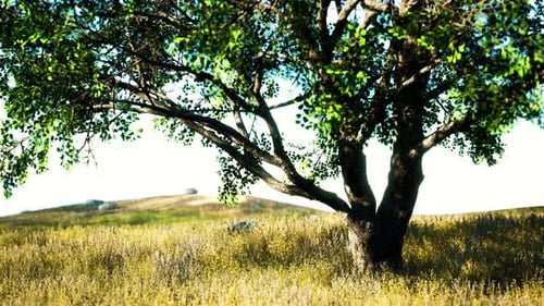 Iconic Oak Tree Casts a Long Shadow Into a Golden Hill