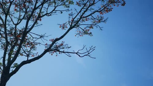 fleurs dans la nature sur la montagne