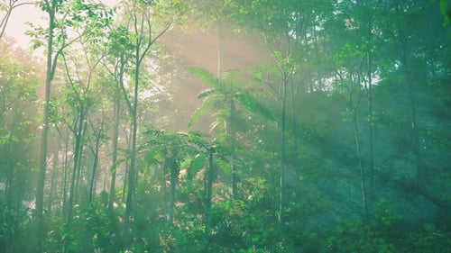 Dense Forest Teeming With Trees
