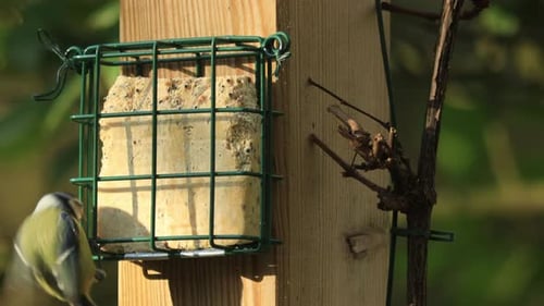 Mésange bleue sur un bloc de graisse éclairé par le soleil contenant des graines pour se nourrir en cas de passage d'une mésange charbonnière ou d'une mésange noire