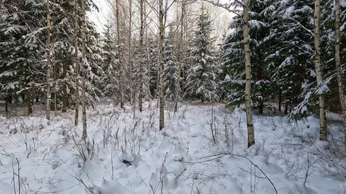 Forward moving shot of spruce tree forest covered by white snow in cold winter day.