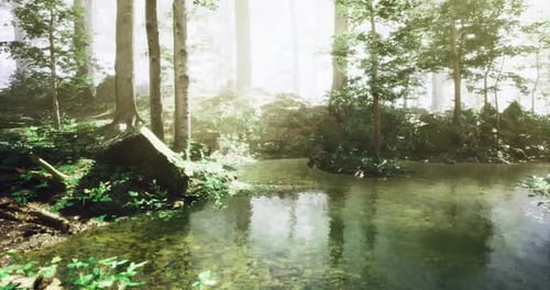 Serene Forest Landscape with Calm Water and Sunlight Filtering Through Trees