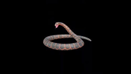 Snake Crawl to Coiled