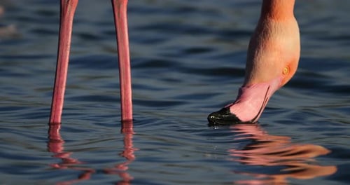 Greater Flamingos, Phoenicopterus roseus,Pont De Gau,Camargue, France