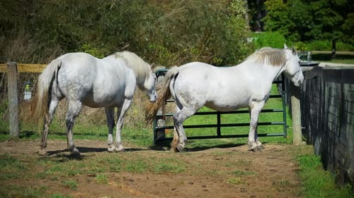 Two White Horses Standing in a Fenced Pasture on a Sunny Day Surrounded By Green Vegetation and a