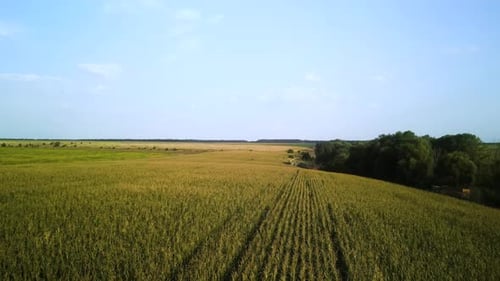 Corn silage harvesting process. Forage Harvester on the Corn Field. Combine harvesting corn