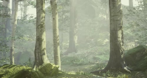 Serene Forest Landscape with Sunlight Filtering Through Trees in Morning