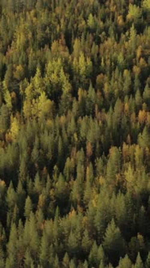 Forest Aerial Vertical