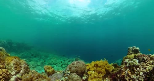 Underwater Coral Reef Ecosystem with Colorful Fish
