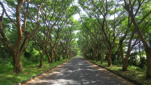 Árvores na beira da estrada.