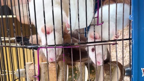the View Inside the Cell White Rats in a Cage