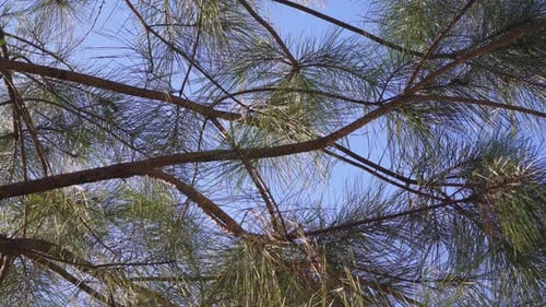 Pine tree branch blowing slightly in the breeze on a summer day