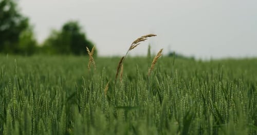 Nahaufnahme eines einsamen trockenen Grasstängels in einer grünen Wiese mit unreifem Weizen