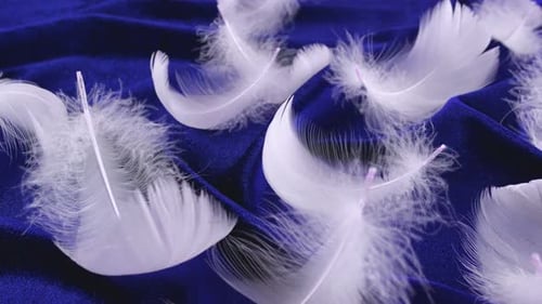 Plumas de cisne blancas sobre terciopelo azul.