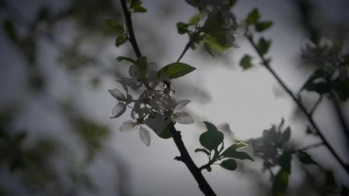 Frühlingsblumen blühen in einer Blumenlandschaft, Landschaft im Freien
