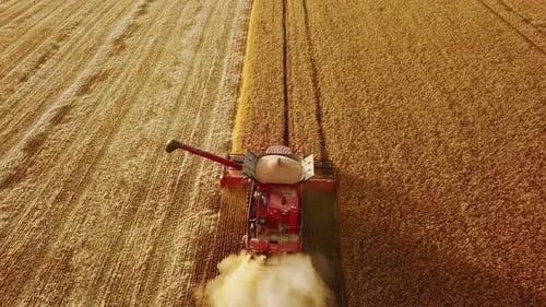 Aerial Drone View Combine Harvesters Working in Wheat Field on Sunset Harvesting Machine Driver