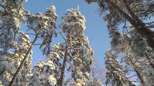 Caminhando na floresta em um dia de inverno