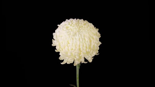 Elegant White Chrysanthemum Bloom Close Up Shot