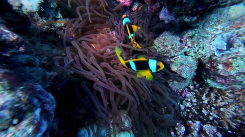 Clark's Anemonefish Or Yellowtail Clownfish Underwater In Dahab, Egypt