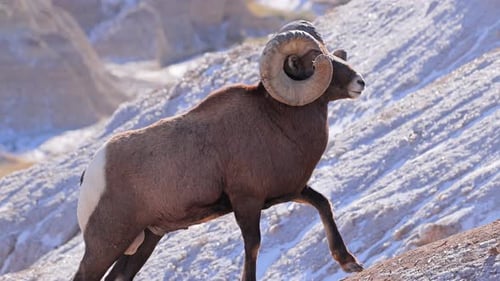 Wild Bighorn Sheep in Badlands National Park