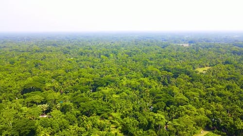 Aerial view of vast tropical forest with small birds flying. Amazon alike jungle