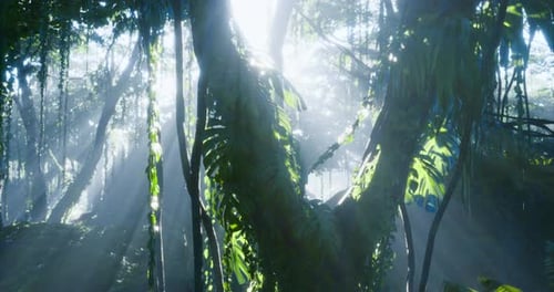 Sunbeams Filtering Through Misty Jungle Canopy