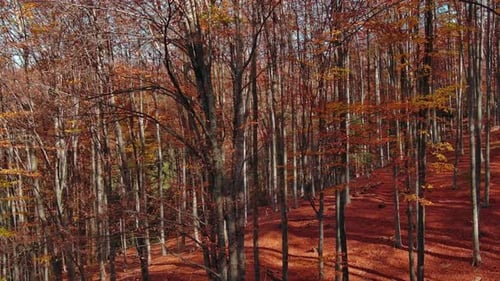 Bright Autumn Forest in Sunny Day