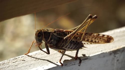 Close Up of Grasshopper on White Wooden Board Slow Motion