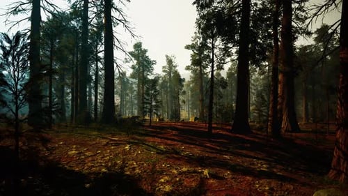 Calm Morning Atmosphere with Soft Fog and Dappled Sunlight Over Forest Floor