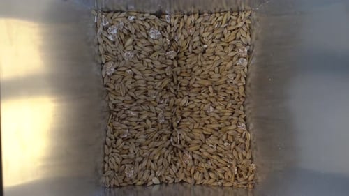 Trituração de grãos de malte em um triturador de malte de aço para fabricação caseira. Vista vertical aproximada do malte em funcionamento