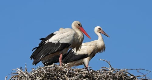 Erwachsene Störche beobachten ihre jungen Küken im Nest., Die Camargue, Frankreich
