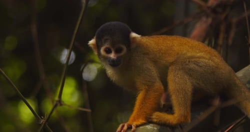 A close-up of a black-capped squirrel monkey sitting on a branch, gazing curiously and another arriv