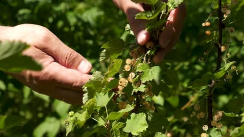 Harvesting White Currants Ripe on the Vine Outdoors