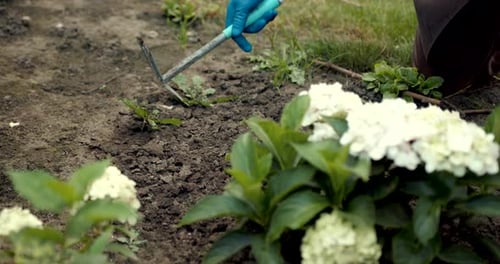 Senior Elderly Man Reclaims Soil with Hoe on Flower Field