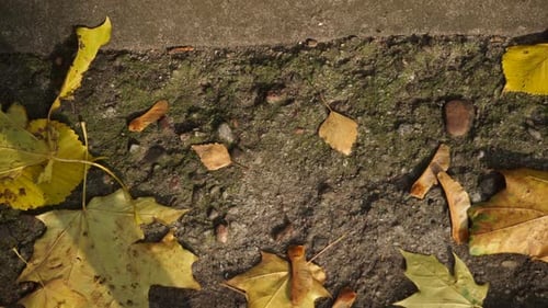 Fallen Autumn Leaves on Concrete Sidewalk in Sunlight