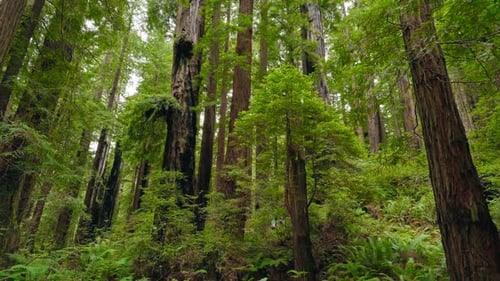 Discovering Redwood Beauty A Young Family Adventure In Nature