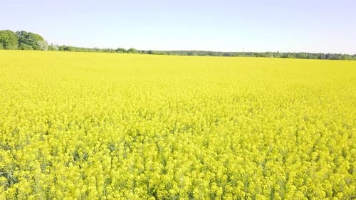 Drohnenfliege dreht sich über ein gigantisches Rapsfeld