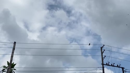 A bird glides close to telegraphy cables against cloudy sky