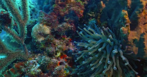 Anemone on the reef in Cancun Mexico.